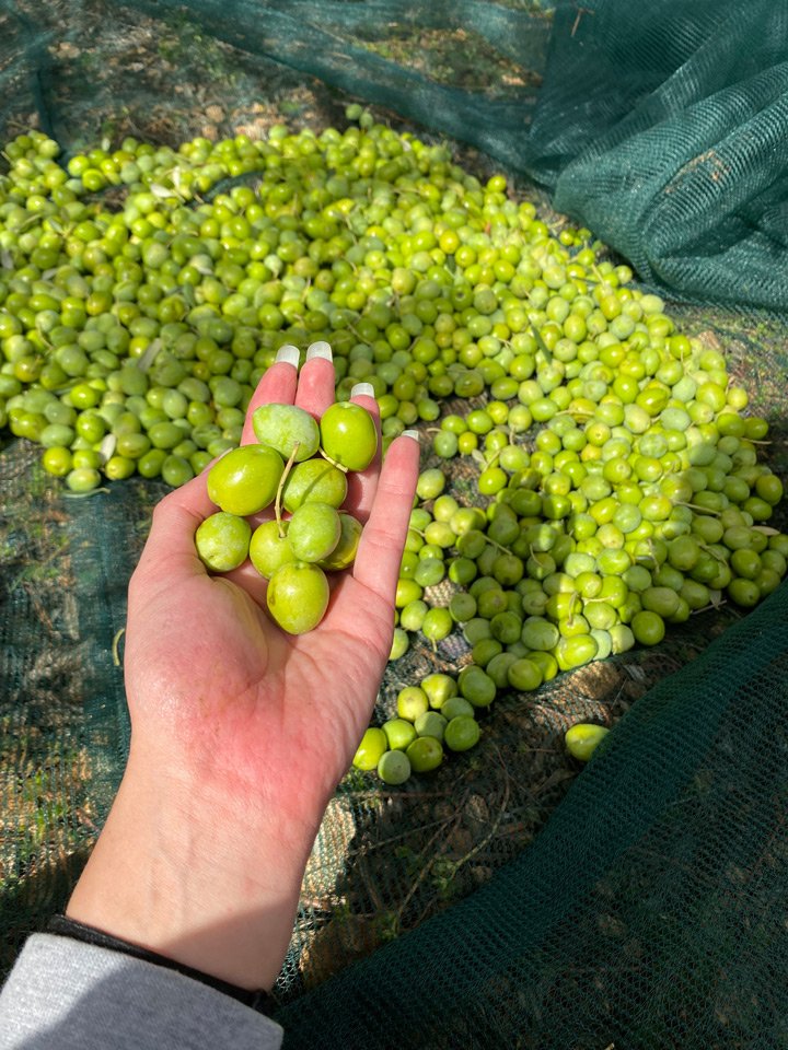 Camp Mandarino - Harvesting olives